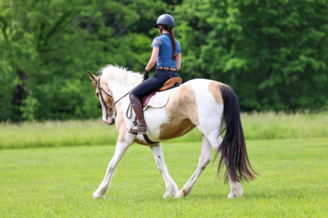 HorseID: 2315244 Ellie Mae - PhotoID: 1101238