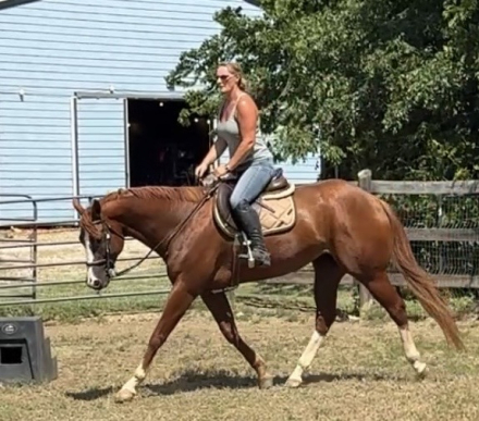 HorseID: 2315245 Wildly Inappropriate - PhotoID: 1101239