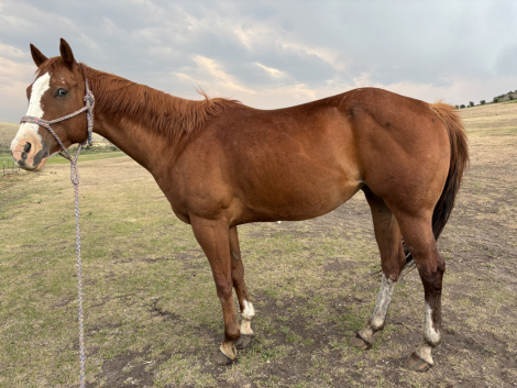 HorseID: 2315246 Sapphire - PhotoID: 1101240