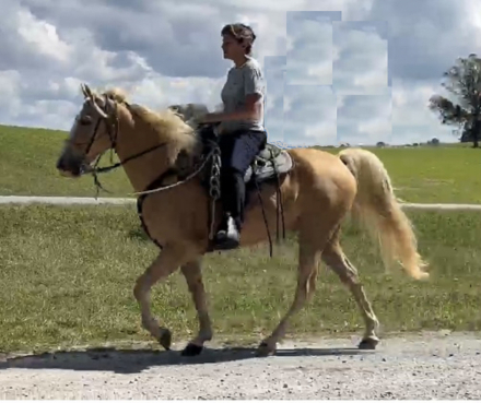 HorseID: 2315248 Mack - PhotoID: 1101353