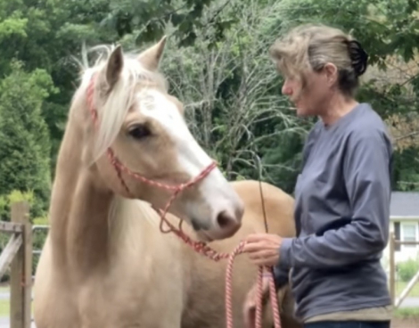 HorseID: 2315248 Mack - PhotoID: 1101354
