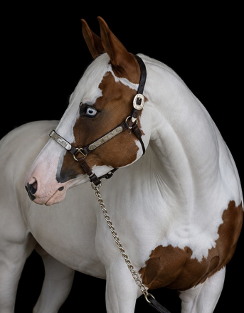 HorseID: 2315249 Dirty Rhythms - PhotoID: 1101245