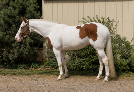 HorseID: 2315249 Dirty Rhythms - PhotoID: 1101246