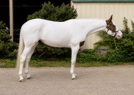HorseID: 2315249 Dirty Rhythms - PhotoID: 1101247