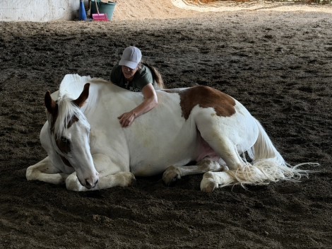 HorseID: 2315249 Dirty Rhythms - PhotoID: 1101249