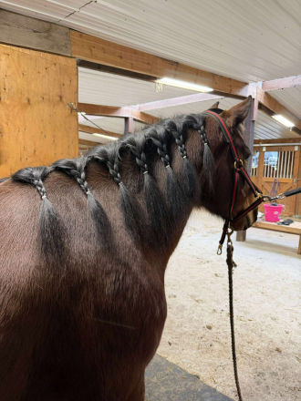 HorseID: 2315250 Bella Dawn - PhotoID: 1101253