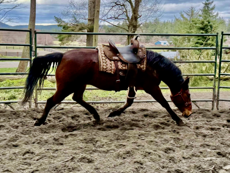 HorseID: 2315250 Bella Dawn - PhotoID: 1101254