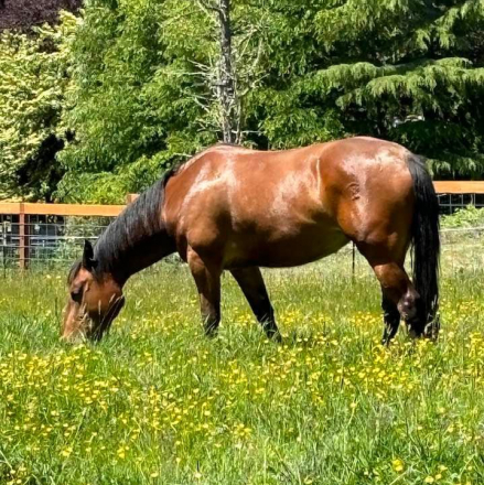 HorseID: 2315250 Bella Dawn - PhotoID: 1101255