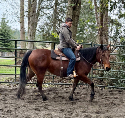 HorseID: 2315250 Bella Dawn - PhotoID: 1101256