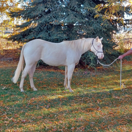 HorseID: 2315251 CRR Lady Pearl - PhotoID: 1101195