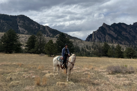 HorseID: 2315251 CRR Lady Pearl - PhotoID: 1101196