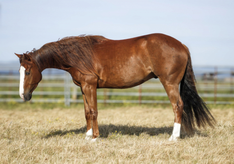 HorseID: 2315253 Smoking Remedy - PhotoID: 1101258