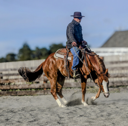 HorseID: 2315253 Smoking Remedy - PhotoID: 1101259
