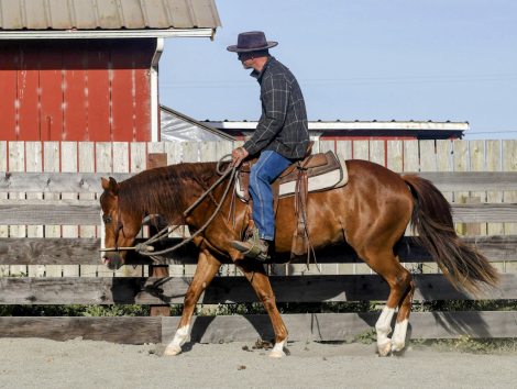 HorseID: 2315253 Smoking Remedy - PhotoID: 1101260