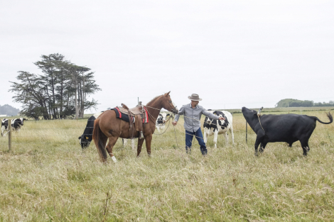 HorseID: 2315253 Smoking Remedy - PhotoID: 1101262