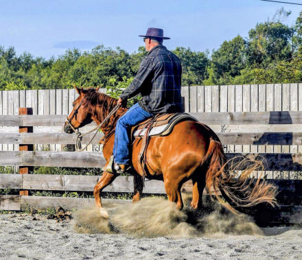 HorseID: 2315253 Smoking Remedy - PhotoID: 1101263