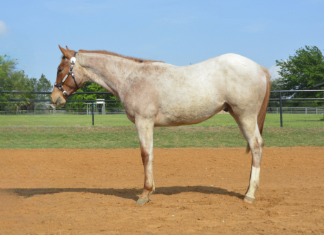 HorseID: 2315262 ONE GOOD GUY - PhotoID: 1101269
