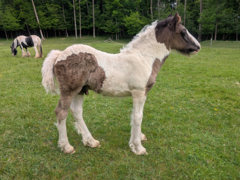 HorseID: 2315266 Mystic Forest Ring Of Fire - PhotoID: 1101273