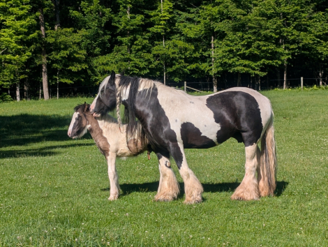 HorseID: 2315266 Mystic Forest Ring Of Fire - PhotoID: 1101276