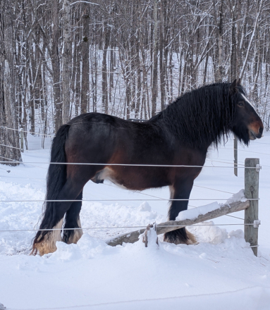 HorseID: 2315266 Mystic Forest Ring Of Fire - PhotoID: 1101277
