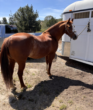 HorseID: 2315268 Tomboys Topspot - PhotoID: 1101280
