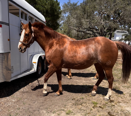 HorseID: 2315268 Tomboys Topspot - PhotoID: 1101281