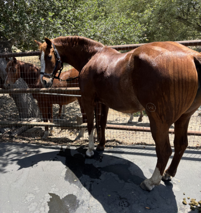 HorseID: 2315268 Tomboys Topspot - PhotoID: 1101282