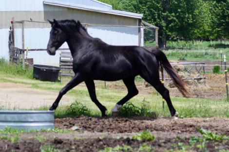 HorseID: 2315269 Elijah - PhotoID: 1102147
