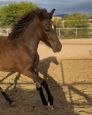 HorseID: 2315270 DLS Bold Ruler - PhotoID: 1101432