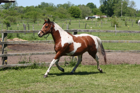 HorseID: 2315271 Izadora - PhotoID: 1102146