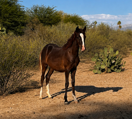 HorseID: 2315272 DLS Pajarita - PhotoID: 1101431