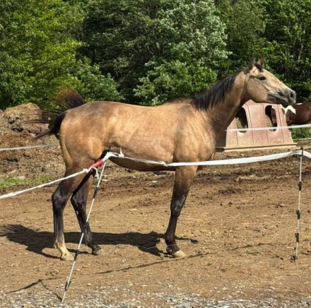 HorseID: 2315276 Tex - PhotoID: 1101286