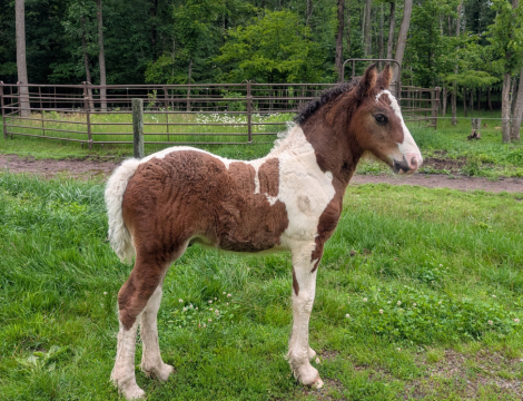 HorseID: 2315281 Mystic Forest Sir Louie - PhotoID: 1101289