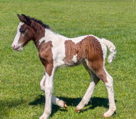 HorseID: 2315281 Mystic Forest Sir Louie - PhotoID: 1101290