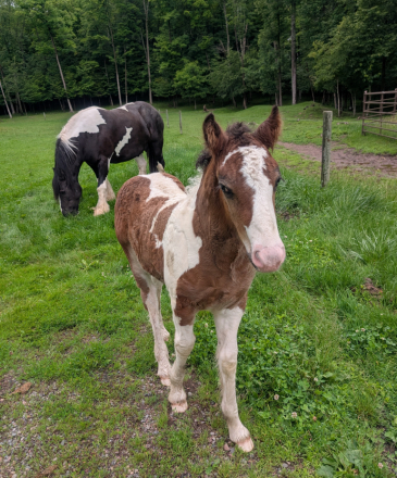 HorseID: 2315281 Mystic Forest Sir Louie - PhotoID: 1101291