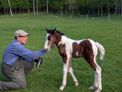 HorseID: 2315281 Mystic Forest Sir Louie - PhotoID: 1101292