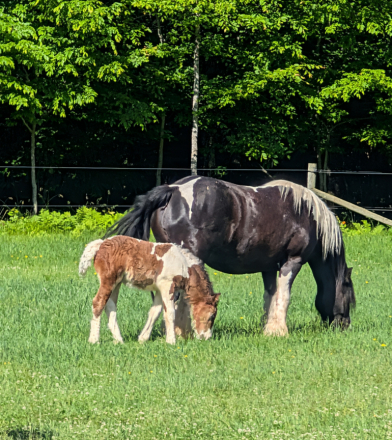 HorseID: 2315281 Mystic Forest Sir Louie - PhotoID: 1101293
