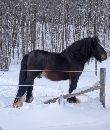 HorseID: 2315281 Mystic Forest Sir Louie - PhotoID: 1101294