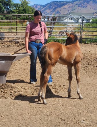 HorseID: 2315282 Lil Bell - PhotoID: 1101297