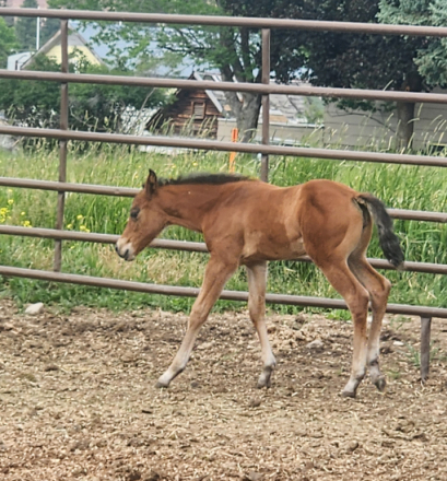 HorseID: 2315282 Lil Bell - PhotoID: 1101298