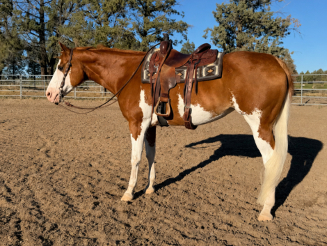 HorseID: 2315283 To Be Finessed - PhotoID: 1101295