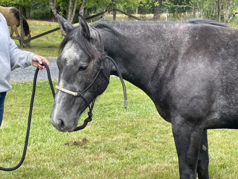 HorseID: 2315289 Lil Shining Moon - PhotoID: 1101311