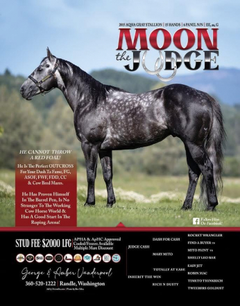 HorseID: 2315289 Lil Shining Moon - PhotoID: 1101382