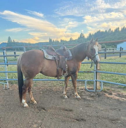 HorseID: 2315289 Lil Shining Moon - PhotoID: 1101383
