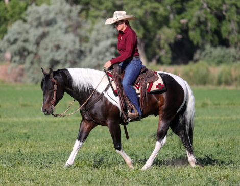 HorseID: 2315290 TWR GOTTA STINGN WHIZ - PhotoID: 1101305