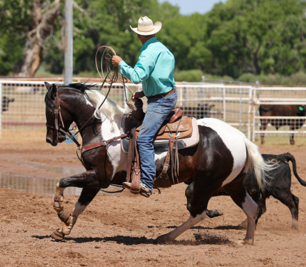 HorseID: 2315290 TWR GOTTA STINGN WHIZ - PhotoID: 1101306