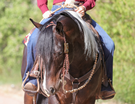 HorseID: 2315290 TWR GOTTA STINGN WHIZ - PhotoID: 1101307