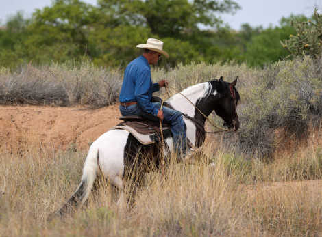 HorseID: 2315290 TWR GOTTA STINGN WHIZ - PhotoID: 1101308
