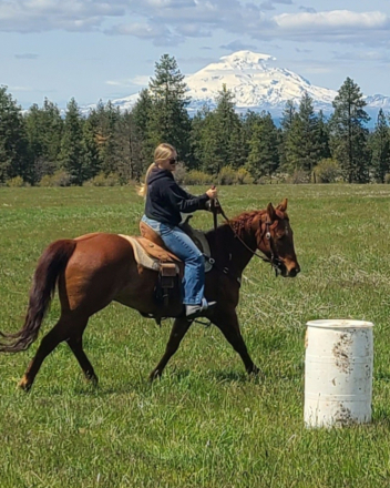 HorseID: 2315293 WHERES MYRAINBOW - PhotoID: 1101360