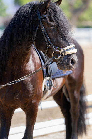 HorseID: 2315295 Ares - PhotoID: 1101314